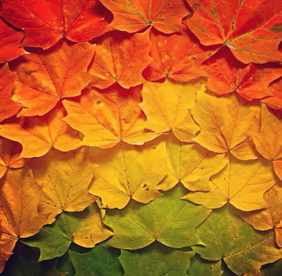 Autumn Leaves Ombre kente