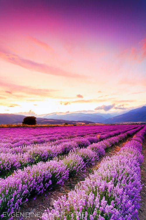 Lavender fields ombre kente inspiration